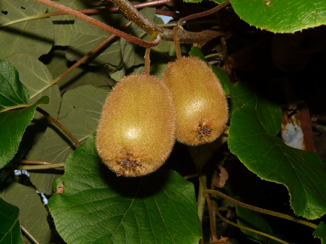 Kiwi