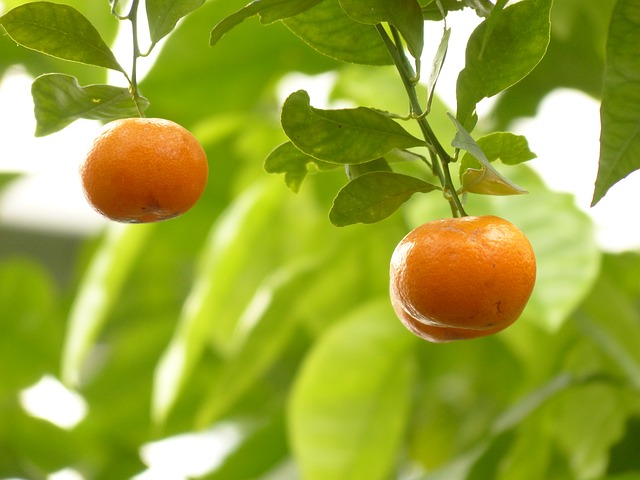 Mandarina