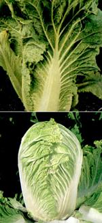 Chinese cabbage