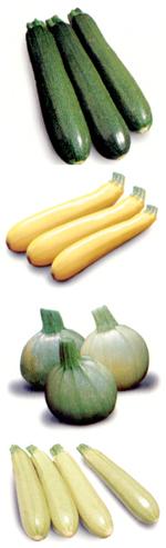 Courgette