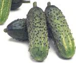 Cucumber