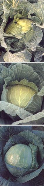 White cabbage