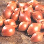 Selective Focus Vegetable Shallot Scientific Name Stock Photo 2311630259