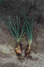 Selective Focus Vegetable Shallot Scientific Name Stock Photo 2311630259