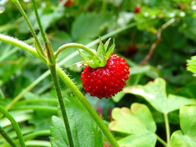 Strawberry