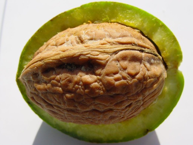 Walnut