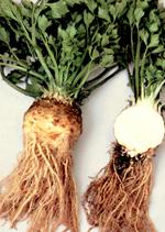 Celeriac