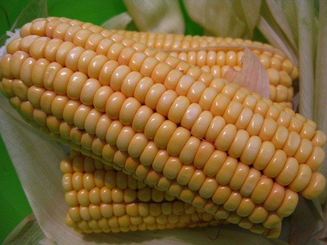 Corn, Sweet corn