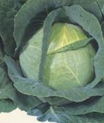 White cabbage