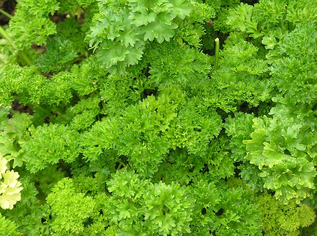 Parsley