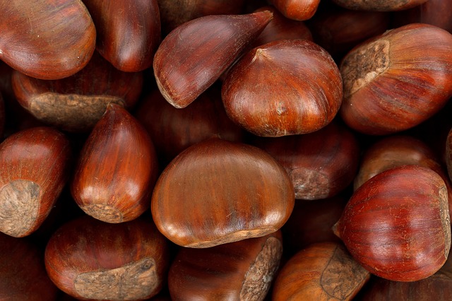 European chesnut