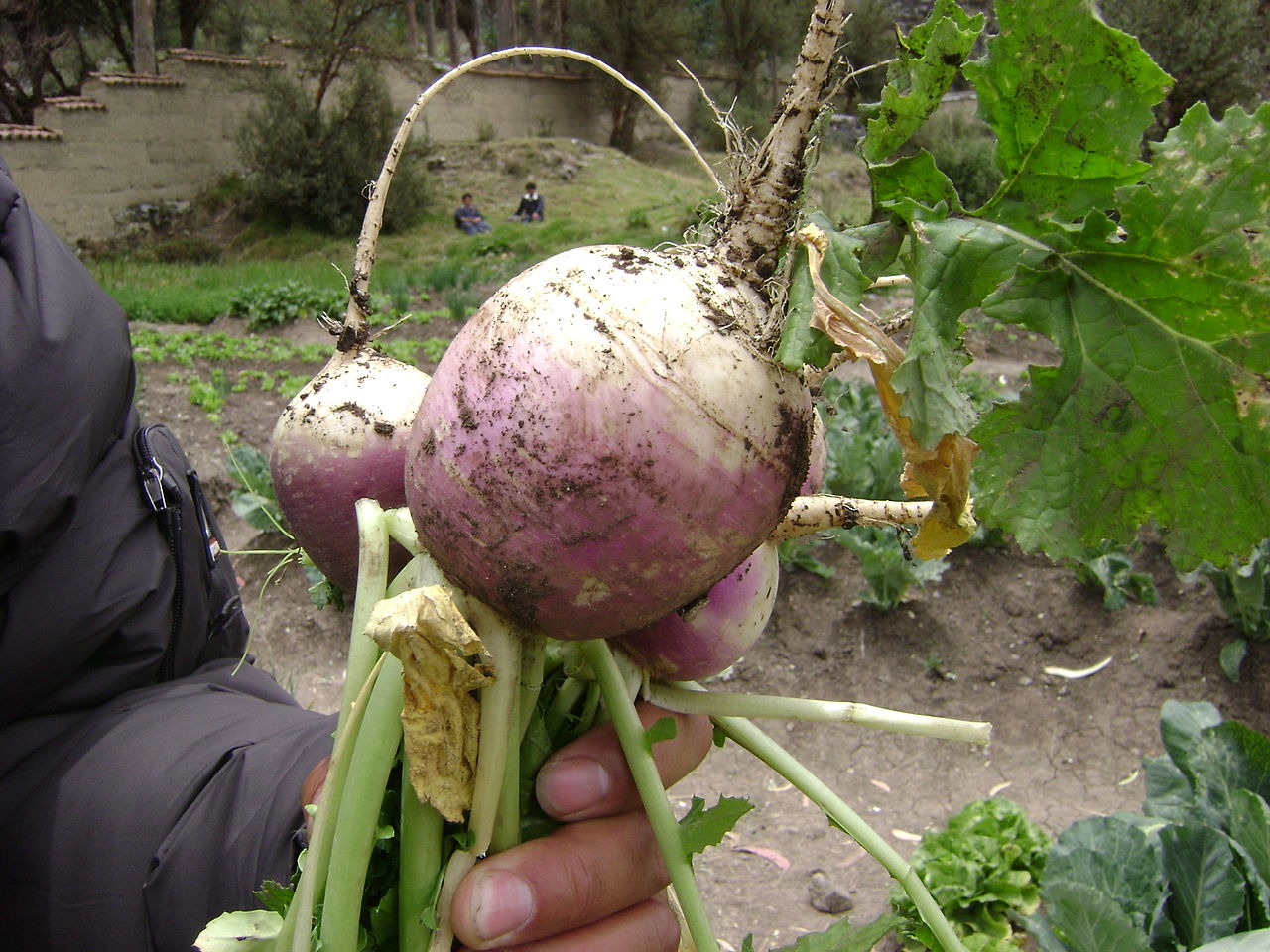 Radish