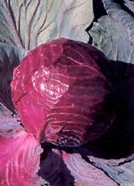 Red Cabbage