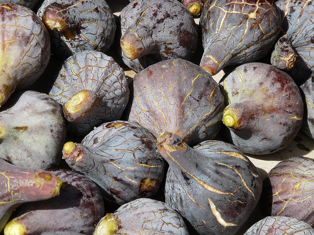 Fig