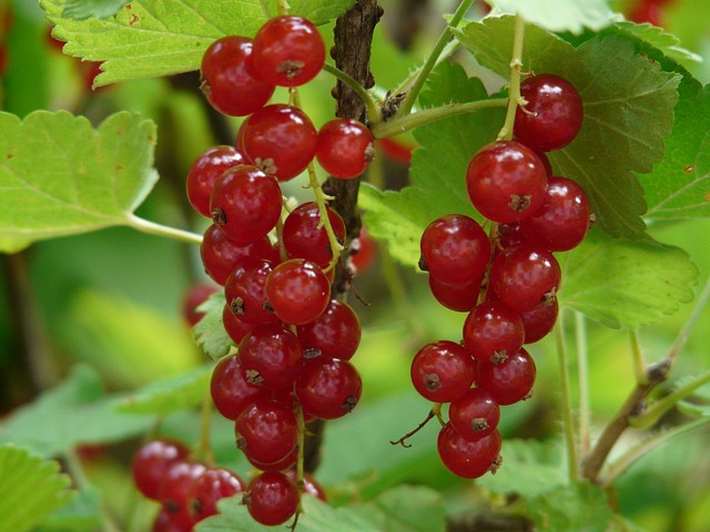 Red currant