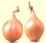 Shallot