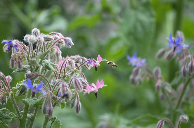 Borage