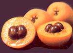 Loquat